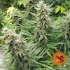 G13 Haze feminizada de Barney's Farm