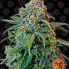 Liberty Haze feminizada de Barney's Farm