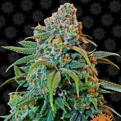 Liberty Haze feminizada de Barney's Farm