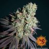 Liberty Haze feminizada de Barney's Farm
