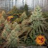 Liberty Haze feminizada de Barney's Farm