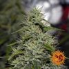 Liberty Haze feminizada de Barney's Farm