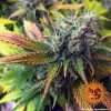 Liberty Haze feminizada de Barney's Farm