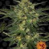 LSD feminizada de Barney's Farm