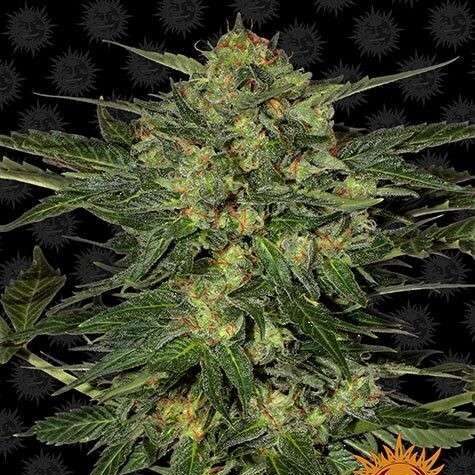 LSD feminizada de Barney's Farm