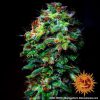 LSD feminizada de Barney's Farm