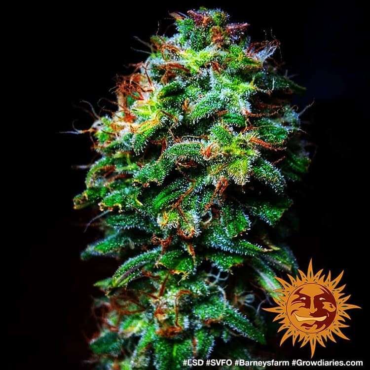 LSD feminizada de Barney's Farm