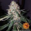 LSD feminizada de Barney's Farm