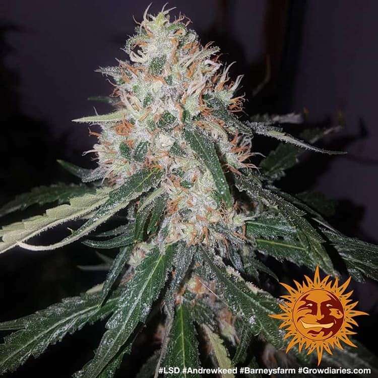 LSD feminizada de Barney's Farm