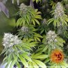 LSD feminizada de Barney's Farm