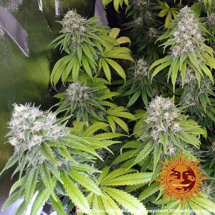 LSD feminizada de Barney's Farm