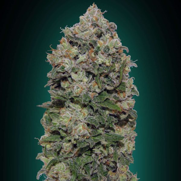 Northern Lights feminizada de 00 Seeds