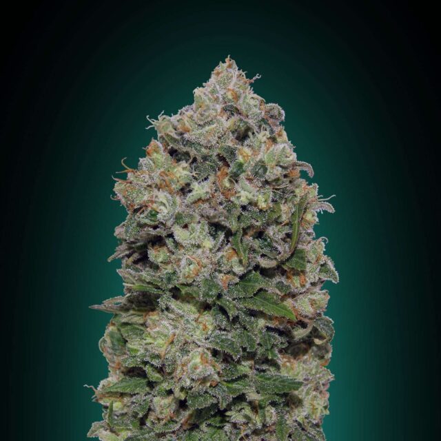 Northern Lights feminizada de 00 Seeds