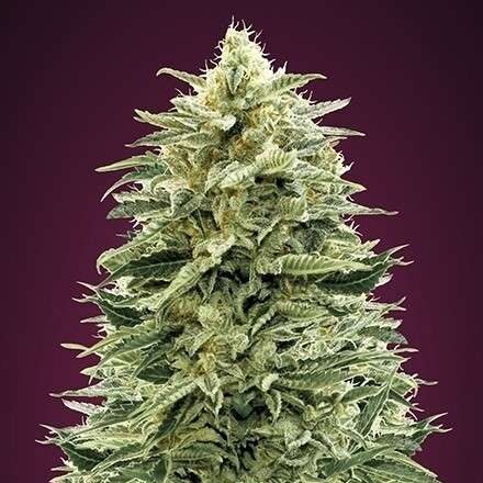 Auto Amnesia XXL feminizada de Advanced Seeds