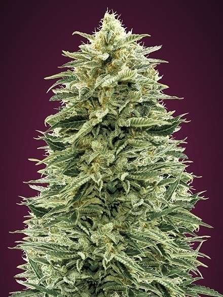 Auto Amnesia XXL feminizada de Advanced Seeds