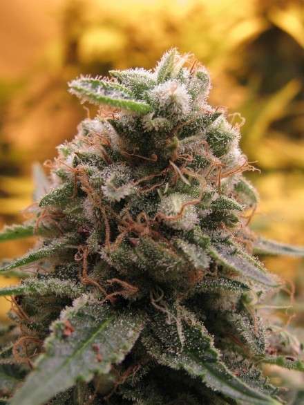Top-69 autofloreciente de Advanced Seeds