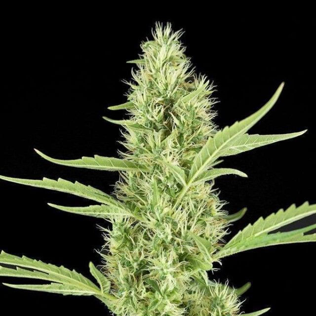 Black Domina x White Widow feminizada de Spanish Seeds