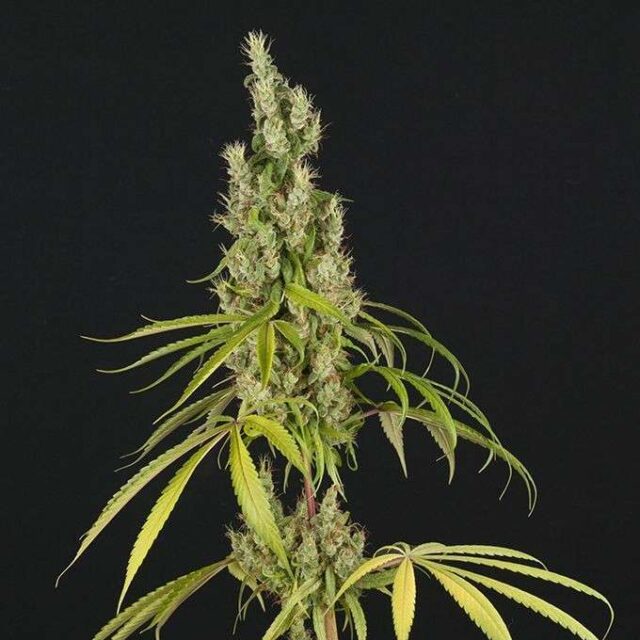Amnesia feminizada