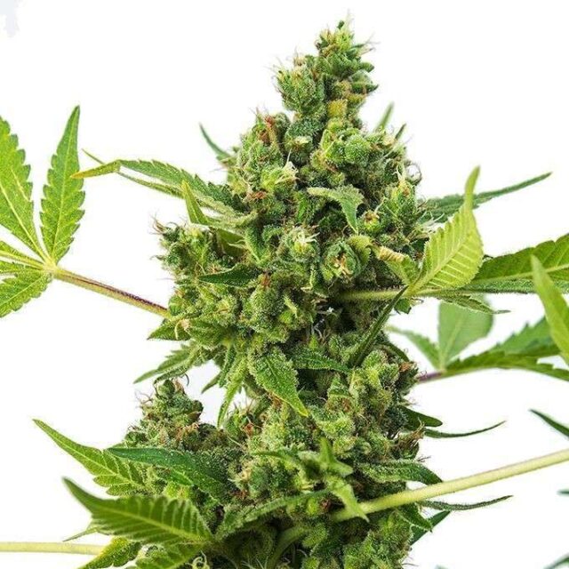 Auto AK 47 de Spanish Seeds