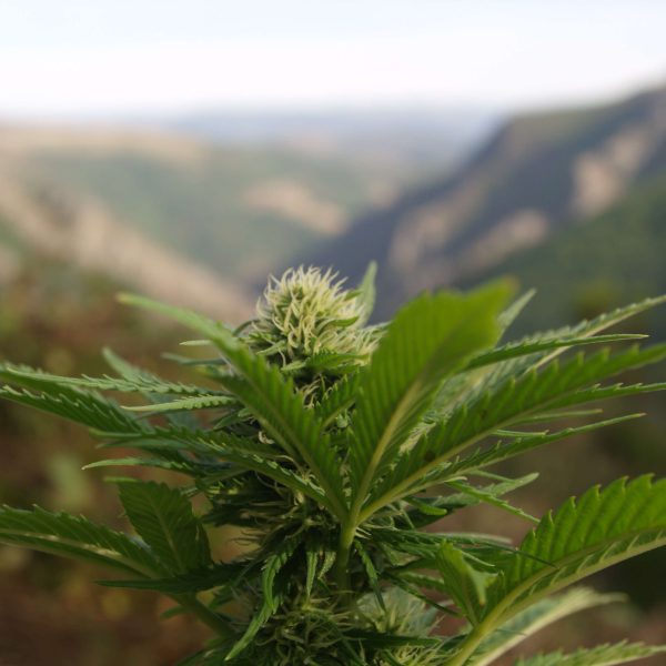 Auto Northern Lights de Spanish Seeds