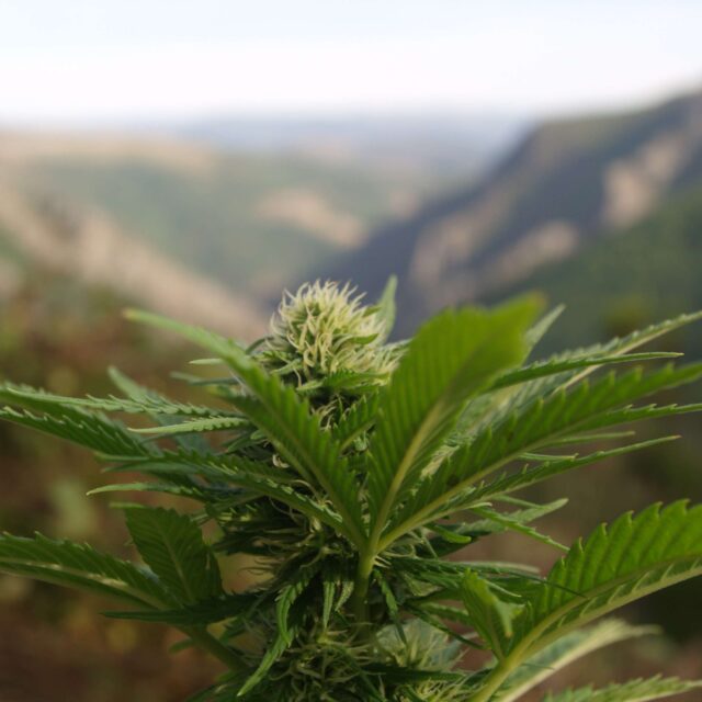 Auto Northern Lights de Spanish Seeds