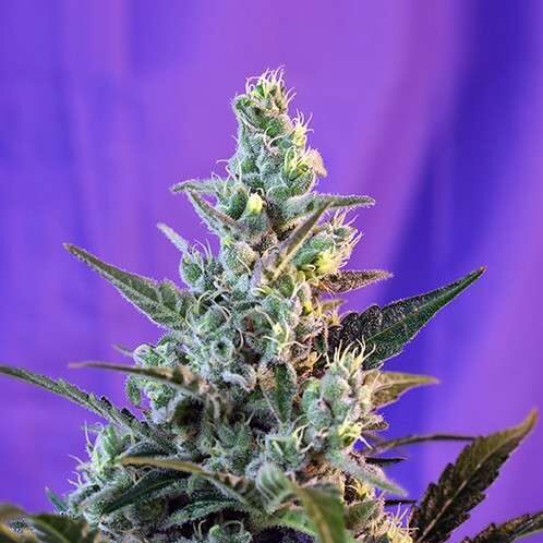 Sweet Skunk Auto de Sweet Seeds