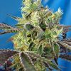 Do-Sweet-Dos feminizada de Sweet Seeds