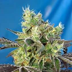 Do-Sweet-Dos feminizada de Sweet Seeds