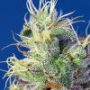 Do-Sweet-Dos feminizada de Sweet Seeds
