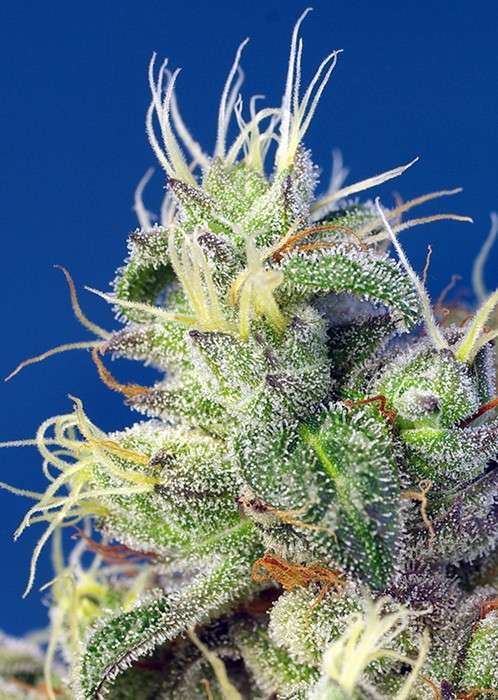 Do-Sweet-Dos feminizada de Sweet Seeds
