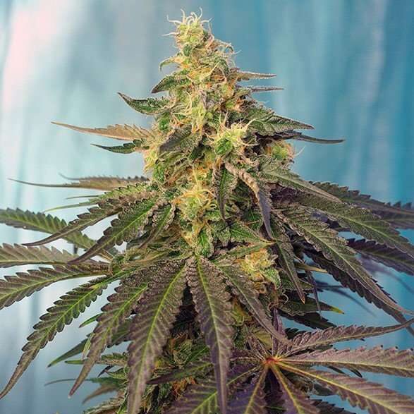 Cream Caramel CBD Feminizada de Sweet Seeds