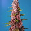 Red Hot Cookies feminizada de Sweet Seeds