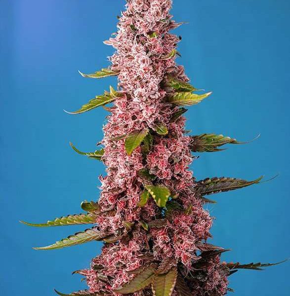 Red Hot Cookies feminizada de Sweet Seeds