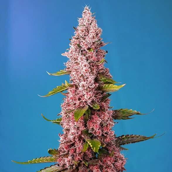Red Hot Cookies feminizada de Sweet Seeds