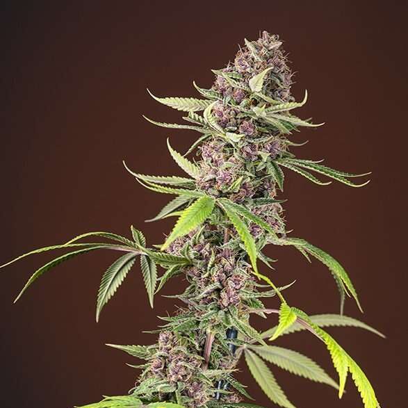 Red Mandarine F1 Fast Version feminizada de Sweet Seeds