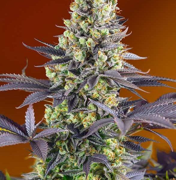 Sweet Zensation feminizada de Sweet Seeds