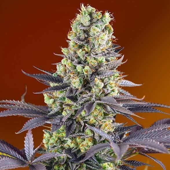 Sweet Zensation feminizada de Sweet Seeds