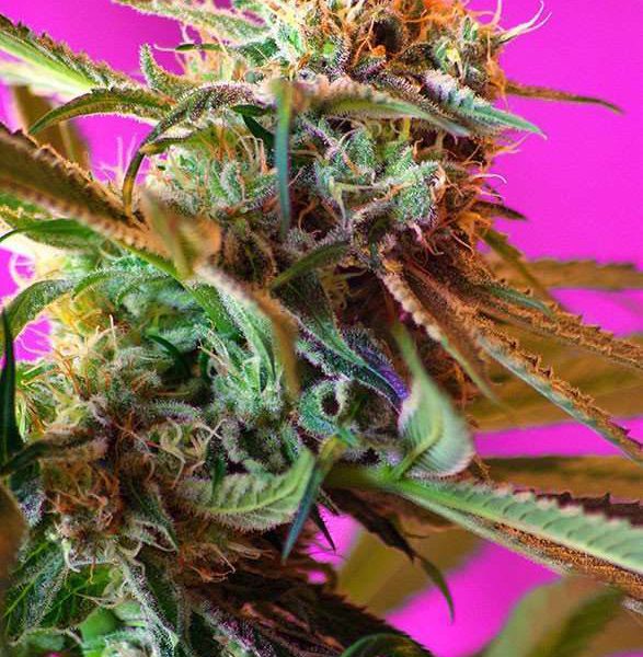 Wild Rose feminizada de Sweet Seeds
