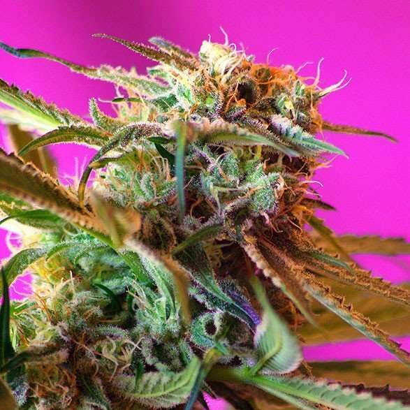 Wild Rose feminizada de Sweet Seeds