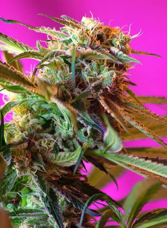 Wild Rose feminizada de Sweet Seeds
