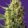 Crystal Candy XL Auto de Sweet Seeds