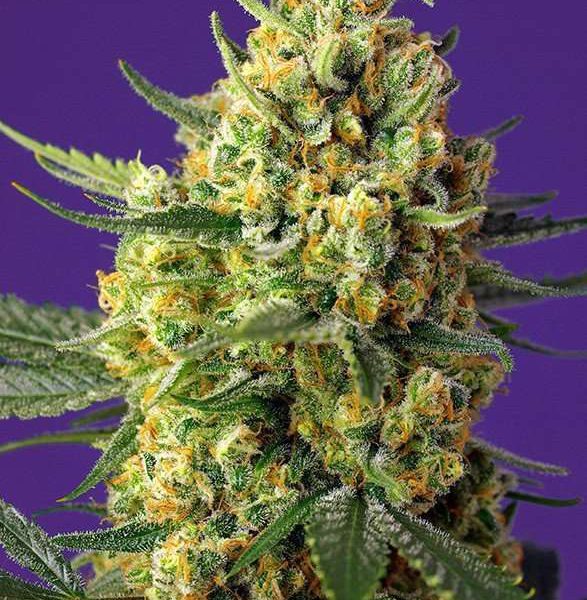 Crystal Candy XL Auto de Sweet Seeds