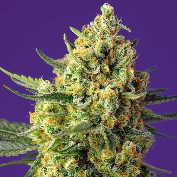 Crystal Candy XL Auto de Sweet Seeds