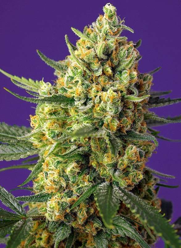 Crystal Candy XL Auto de Sweet Seeds