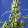 Gorilla Girl XL Auto de Sweet Seeds