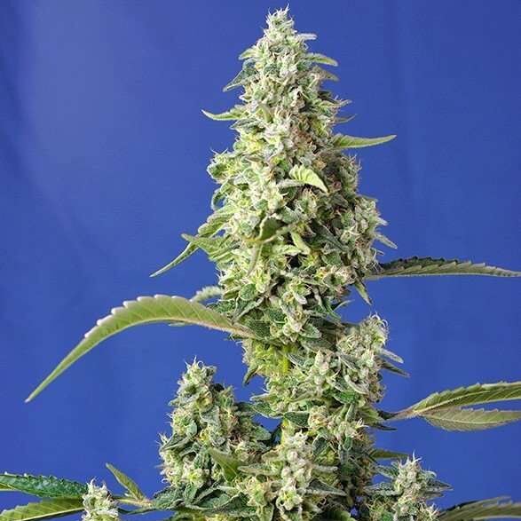 Gorilla Girl XL Auto de Sweet Seeds