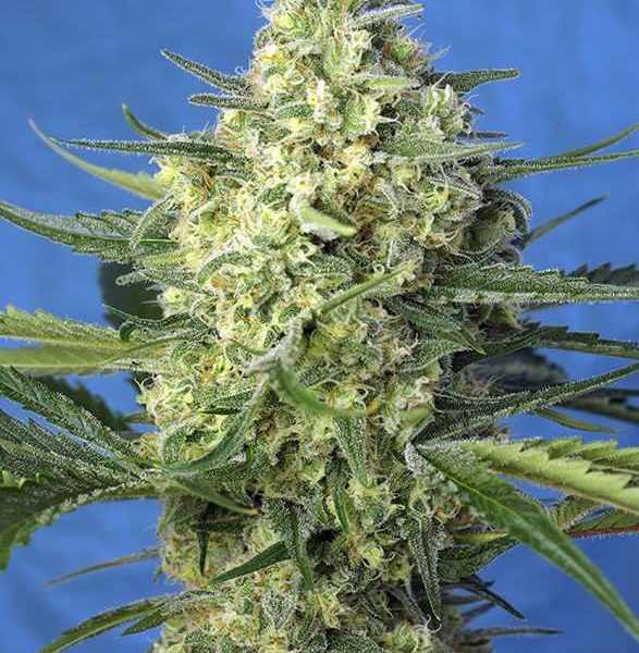 Jack 47 XL Auto de Sweet Seeds