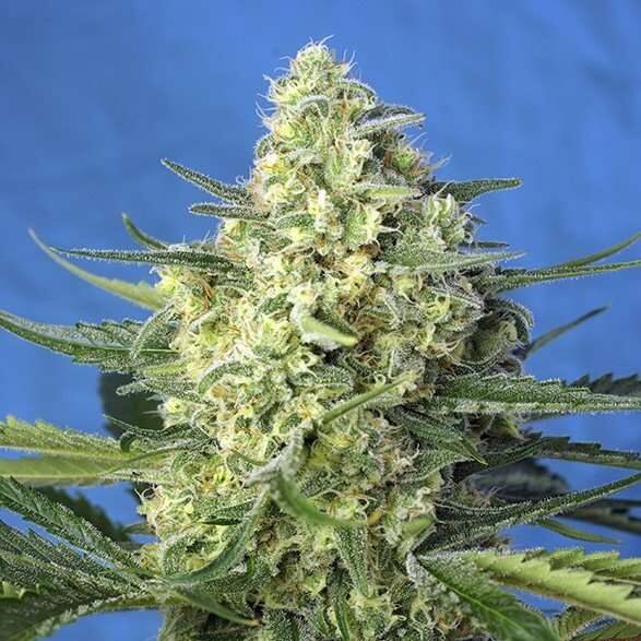 Jack 47 XL Auto de Sweet Seeds