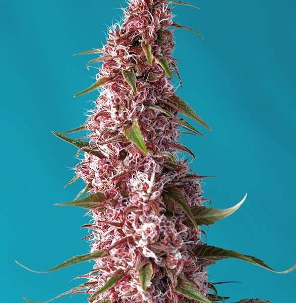 Red Pure Auto CBD de Sweet Seeds