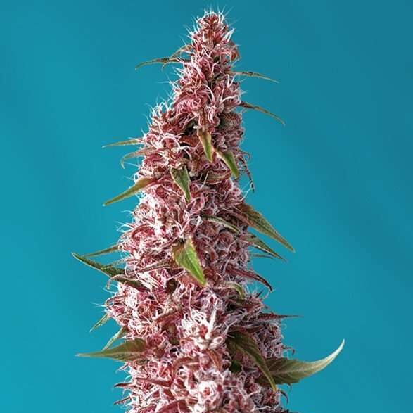 Red Pure Auto CBD de Sweet Seeds